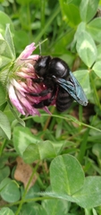 Xylocopa