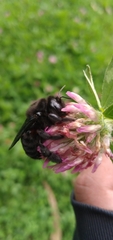 Xylocopa