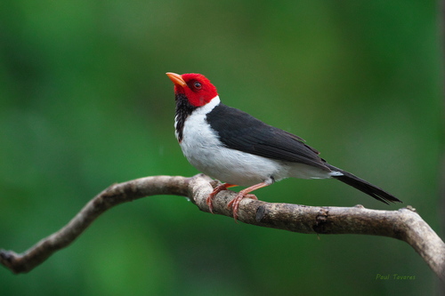 Yellow-Billed Cardinal