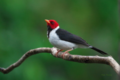 Yellow-Billed Cardinal