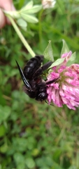 Xylocopa
