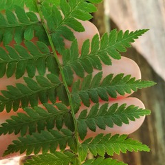 Athyrium yokoscense