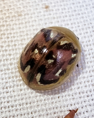 Paropsisterna obliterata