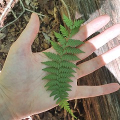 Athyrium yokoscense