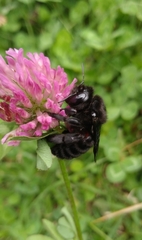 Xylocopa