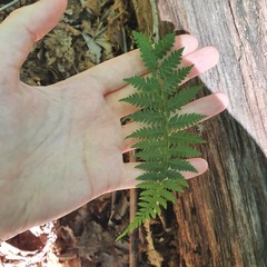 Athyrium yokoscense
