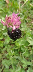 Xylocopa