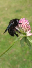 Xylocopa