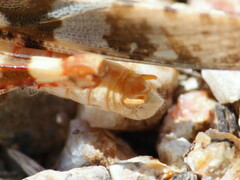 Trimerotropis californica