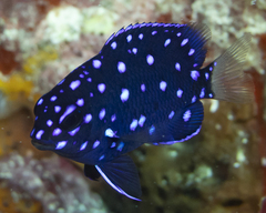 Microspathodon chrysurus