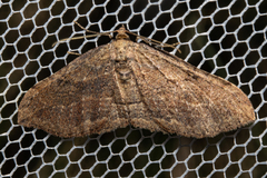 Austrocidaria