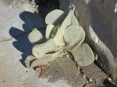 Pentanema verbascifolium