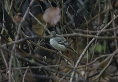 Empidonax hammondii