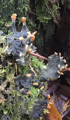 Peltigera membranacea
