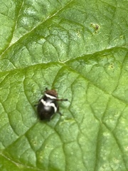 Bathyllus albicinctus