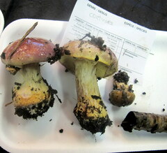 Cortinarius atkinsonianus