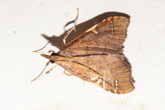 Deana hybreasalis