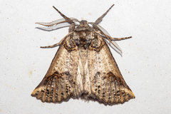 Declana junctilinea