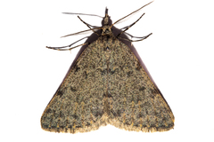 Dichromodes sphaeriata