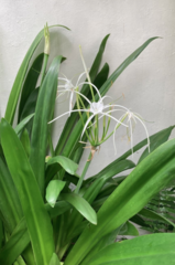 Hymenocallis caribaea