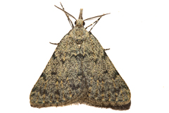 Dichromodes sphaeriata