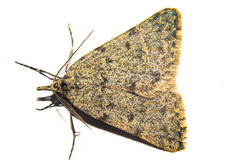 Dichromodes sphaeriata