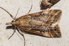 Eudonia chalara