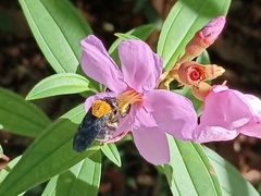 Xylocopa aestuans