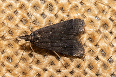 Eudonia oculata