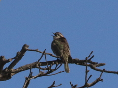 Chrysococcyx basalis