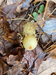 Calostoma lutescens