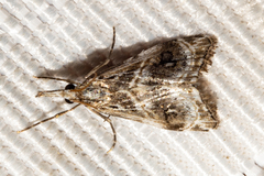 Gadira acerella