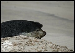 Arctocephalus tropicalis