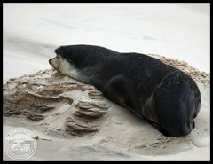 Arctocephalus tropicalis