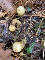 Calostoma lutescens