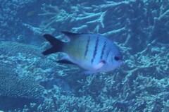 Abudefduf whitleyi