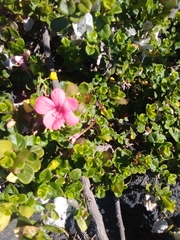 Barleria repens
