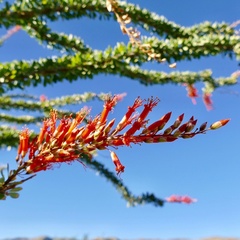 Fouquieria splendens splendens