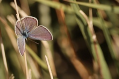 Hemiargus ceraunus
