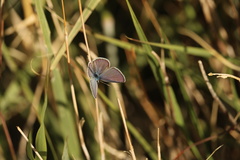 Hemiargus ceraunus