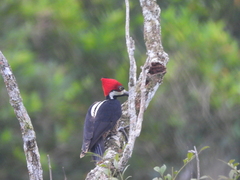 Campephilus melanoleucos