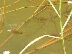 Trichopodus trichopterus