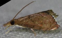 Microcausta flavipunctalis