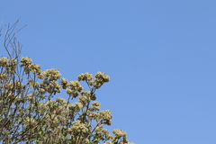 Montanoa