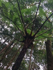 Sphaeropteris lepifera