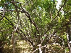 Haematoxylum brasiletto