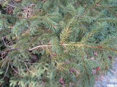 Picea rubens