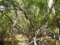 Haematoxylum brasiletto