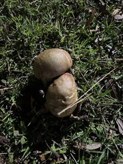 Boletus variipes