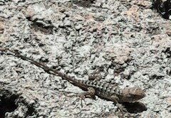 Sceloporus utiformis